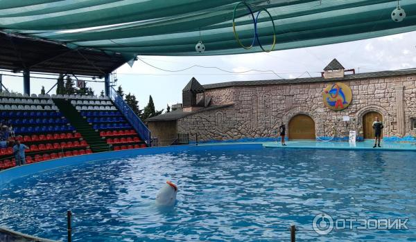 какой лучше дельфинарий в адлере. Смотреть фото какой лучше дельфинарий в адлере. Смотреть картинку какой лучше дельфинарий в адлере. Картинка про какой лучше дельфинарий в адлере. Фото какой лучше дельфинарий в адлере