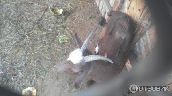 111073 11552090 интерьер номеров сонькина лагуна