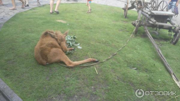 111073 16774467 интерьер номеров сонькина лагуна