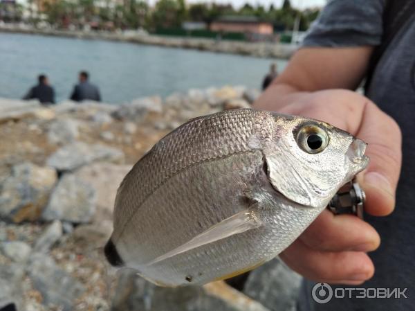 39405 17477379 кушадасы какой регион турции