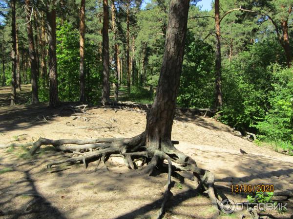 сестрорецк что посмотреть за один день самостоятельно. Смотреть фото сестрорецк что посмотреть за один день самостоятельно. Смотреть картинку сестрорецк что посмотреть за один день самостоятельно. Картинка про сестрорецк что посмотреть за один день самостоятельно. Фото сестрорецк что посмотреть за один день самостоятельно