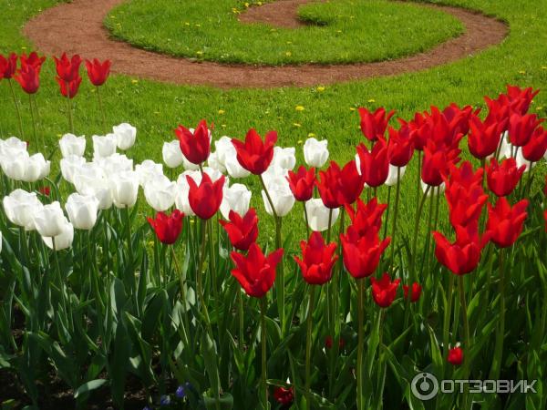 Отзыв о Цветок Белый тюльпан