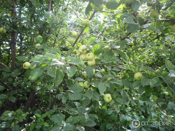 Отзыв о Яблоня садовая сорт \