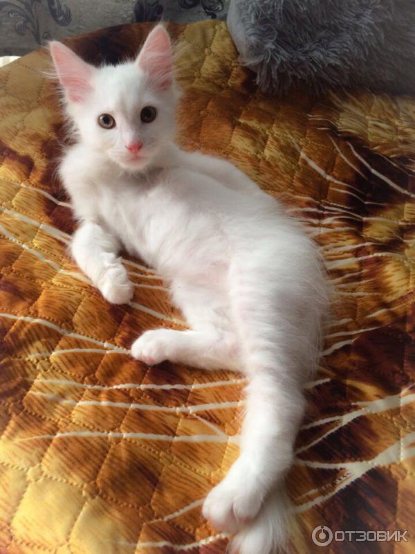 Отзыв о Порода кошек Турецкая Ангора | Одна из самых очаровательных  кошачьих пород