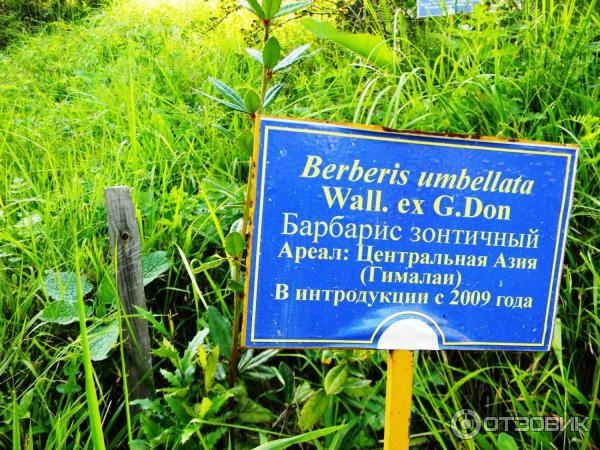 Экскурсия в горный ботанический сад ДНЦ РАН (Россия, Гуниб) фото