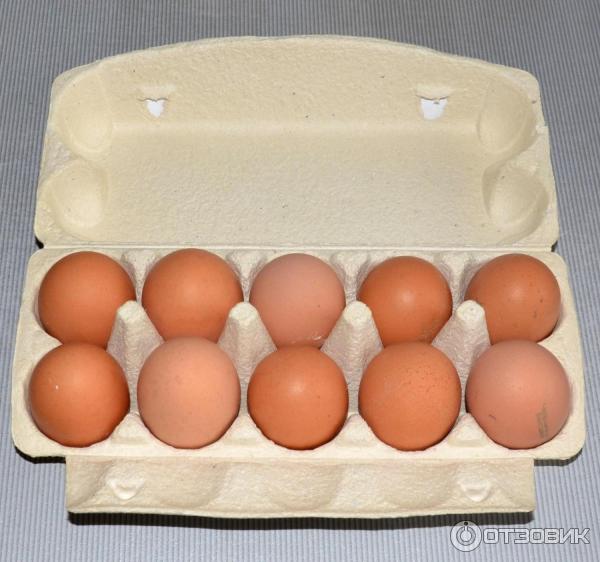 Купить инкубационное яйцо от производителя. Яйца Чебаркульская птица. Яйца производители. Производитель яиц Чебаркуль. Яйца XL.