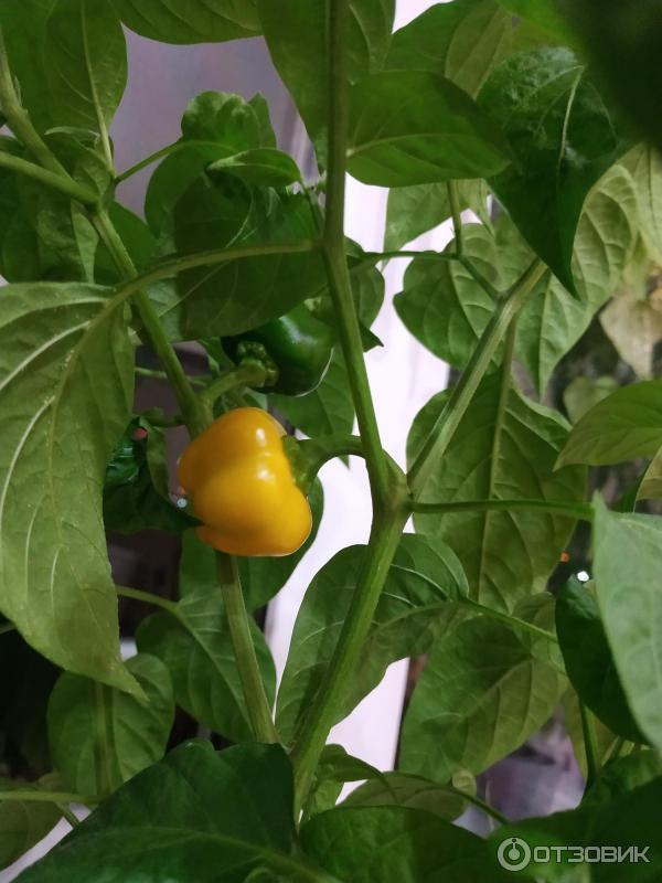 Перец мини белл оранжевый. Перец тема. Перец сладкий тёма. Перец тема балконный. Семена перца тема.