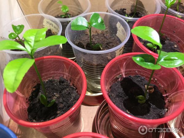 Отзыв о Водорастворимое удобрение Fertika Кристалон Цветочный для садовых икомнатных цветов