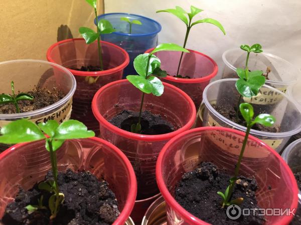 Отзыв о Водорастворимое удобрение Fertika Кристалон Цветочный для садовых икомнатных цветов