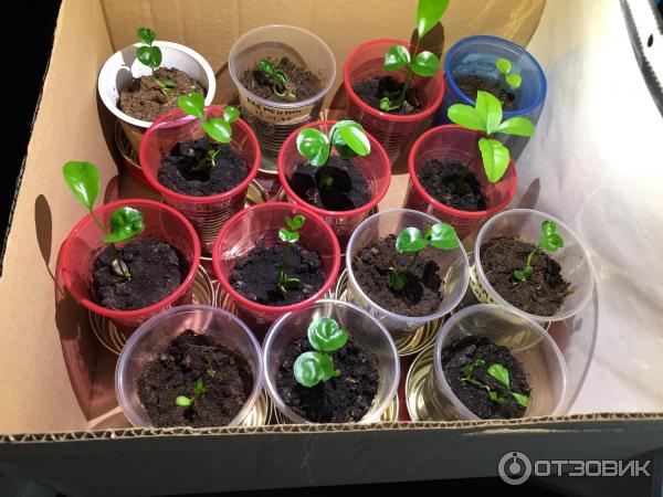 Отзыв о Водорастворимое удобрение Fertika Кристалон Цветочный для садовых икомнатных цветов