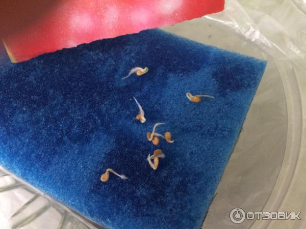Semena rajčat Úspěšná sklizeň Milující medvědí fotografie