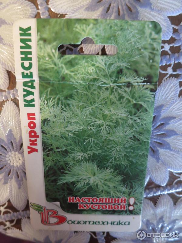укроп сорт аллигатор. семена укропа белли. укроп аллигатор гавриш. популярный сорт укропа. укроп отзывы.