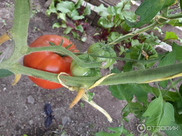 Семена томата Сибирский сад Бычий лоб