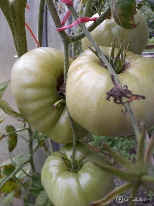 Семена томата Сибирский сад Бычий лоб