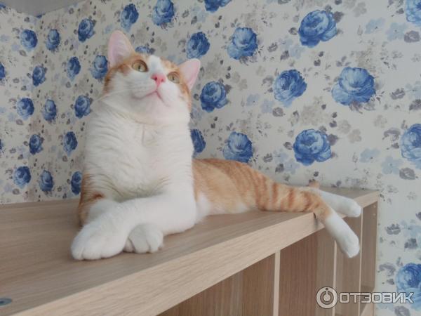 otzyv o domik dlya koshki ikea kallaks