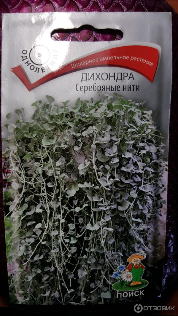 Семена Поиск Дихондра Серебряные нити фото