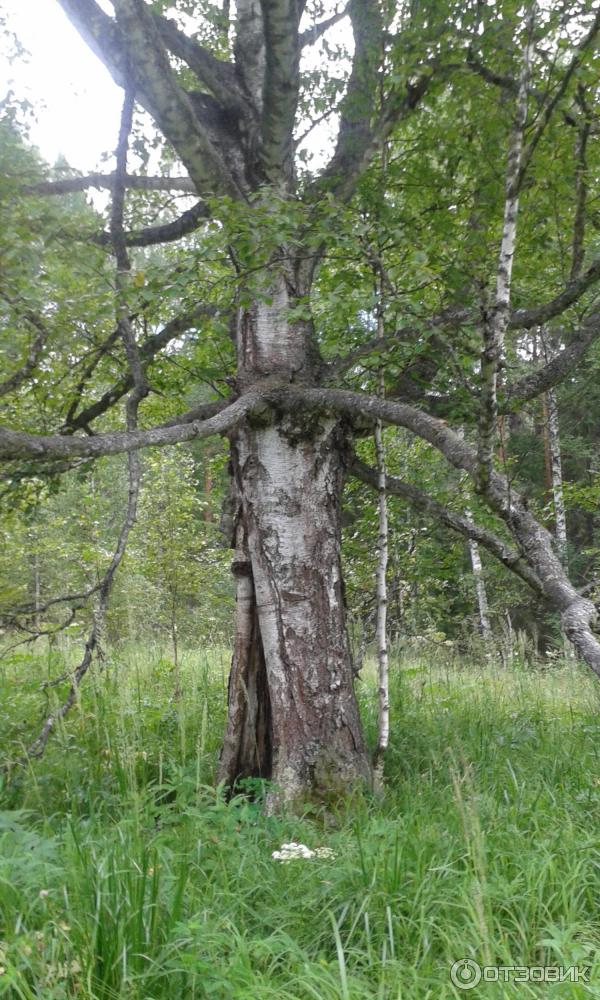 Сплав по реке Серга (Россия, Свердловская область) фото