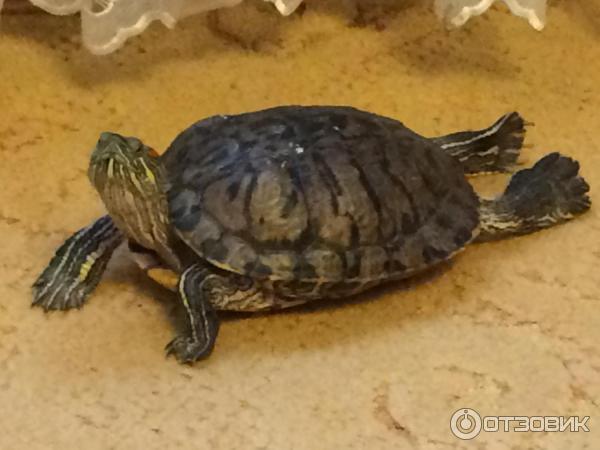 Отзыв о Корм для черепах Аквариус Turtle Menu | Наверное вкусно. Нашей  черепахи нравится.