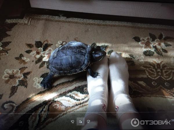 Красноухая черепаха фото