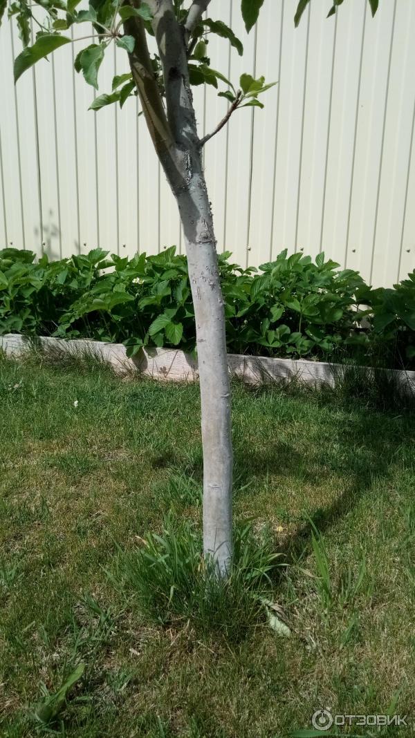 Краска на олифе для деревьев