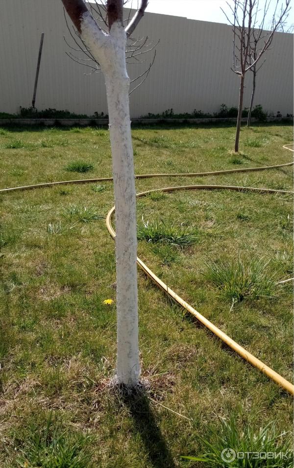 Краска на олифе для деревьев