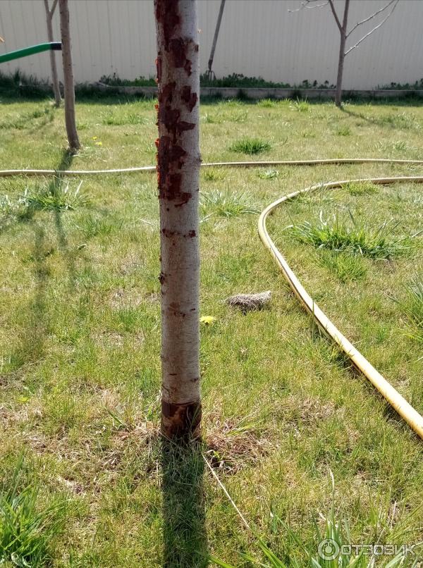 Краска на олифе для деревьев