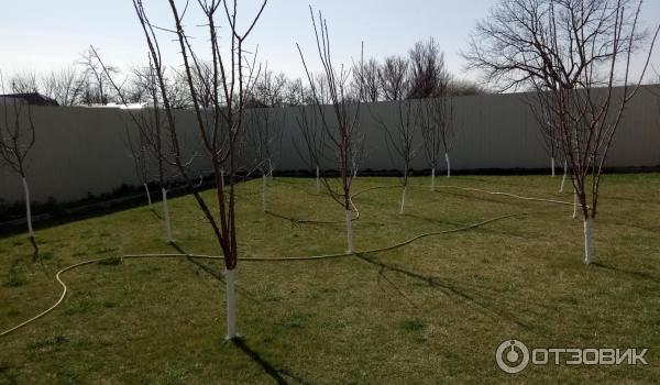 Краска на олифе для деревьев