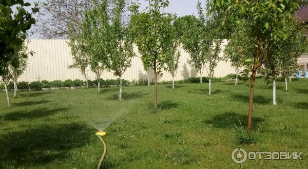 Краска на олифе для деревьев