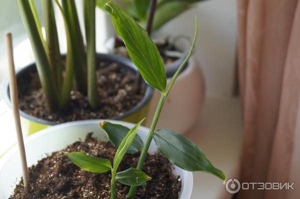 Вермикулит Florizel агротехнический фото