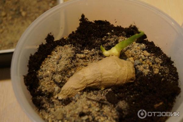 Вермикулит Florizel агротехнический фото