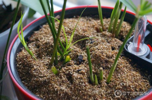 Вермикулит Florizel агротехнический фото