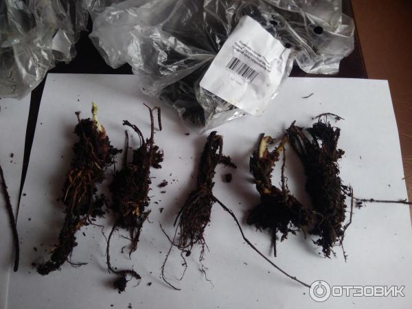 Agro Market24 Ru Интернет Магазин Отзывы
