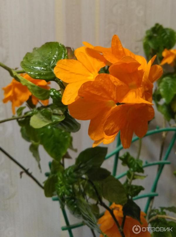 Цветок Комнатный С Оранжевыми Цветами Название Фото