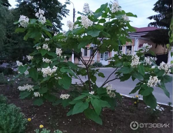 Смартфон Xiaomi Redmi Note 9 фото