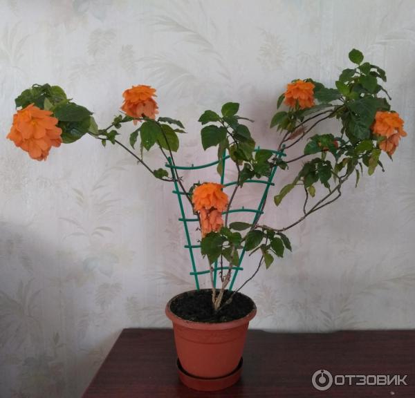 Оранжевые цветы на клумбе - описание
