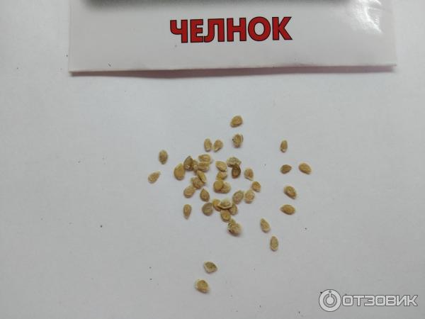 Отзыв о Семена томата Поиск "Челнок" | Красивые, но не стойкие к ...