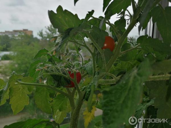 Семена томата Аэлита Видимо-невидимо фото