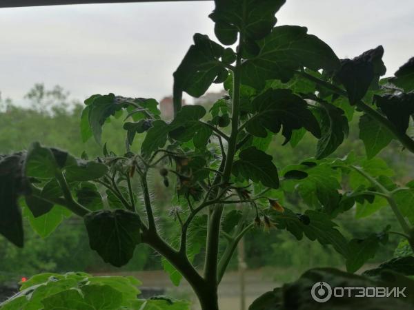 Семена томата Аэлита Видимо-невидимо фото