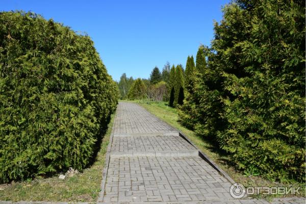 Дендрологический сад им. С. А. Гомзы (Беларусь, Мядель) фото