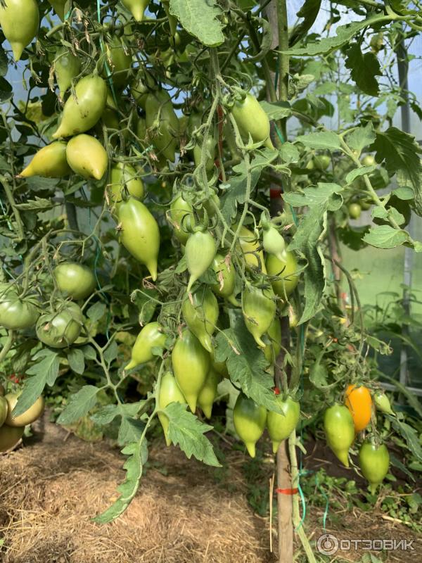 Томат Золотой Лимон Отзывы Фото Урожайность