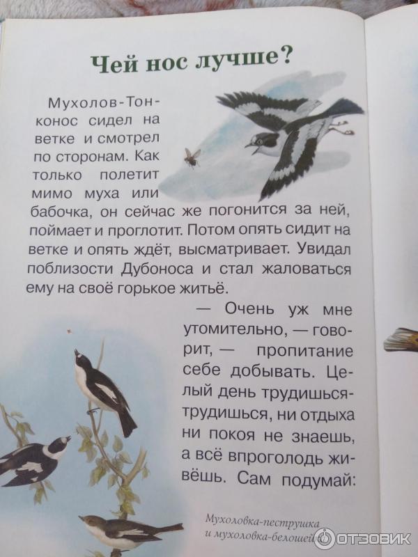 План по рассказу по следам бианки