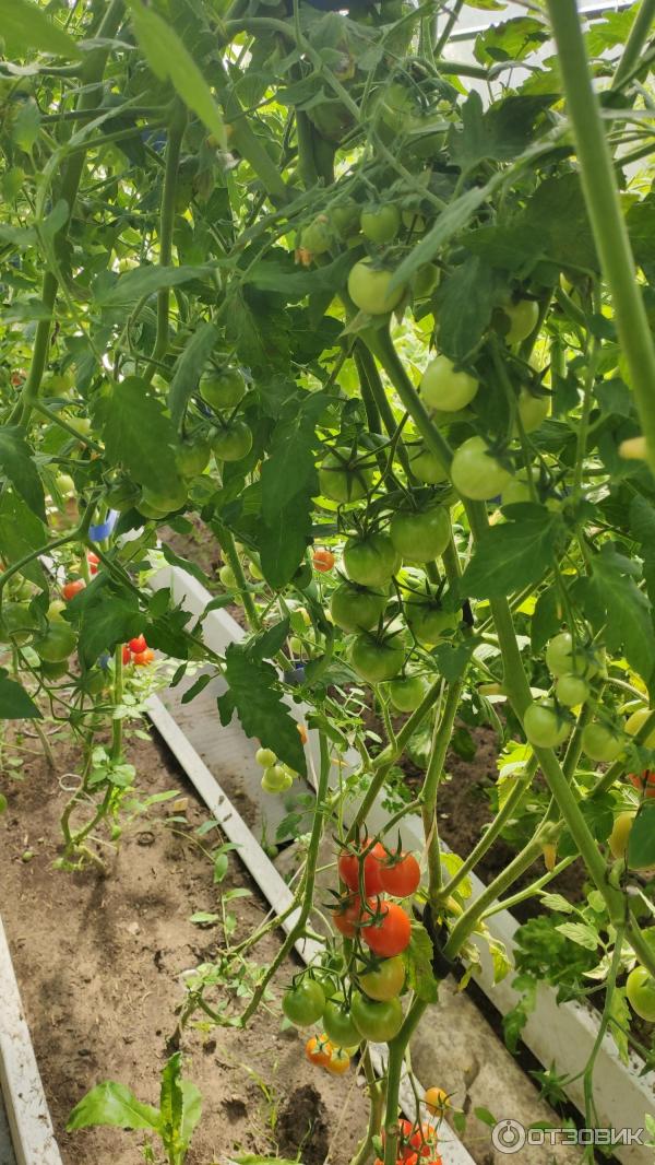 томат бычий глаз 20шт/10. помидоры баба шура. томат бычий глаз. томат бычий глаз. томаты черри от сибирского сада.