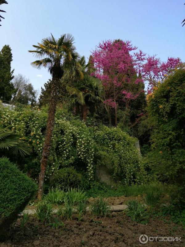 никитинский ботанический сад в ялте. сады крыма саженцы ботанический сад. сады крыма саженцы ботанический сад. цветы никитский ботанический сад крым. никитский ботанический сад ялта.