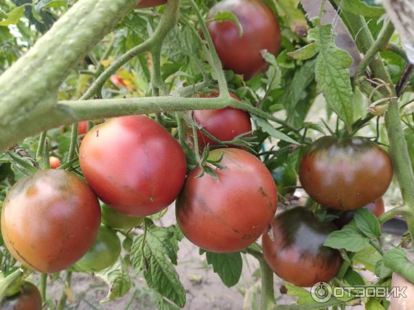 Tomato Chernomor recenze