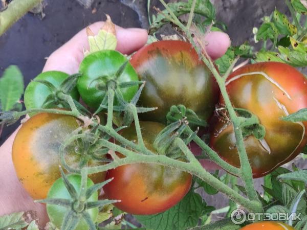 Tomato Chernomor recenze