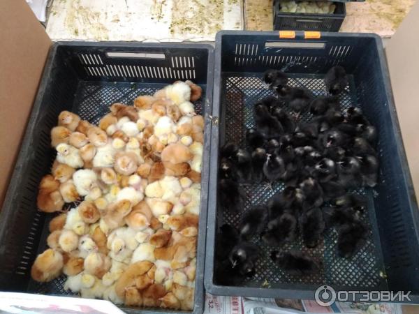 Магазин Живая Птица В Северном Белгород