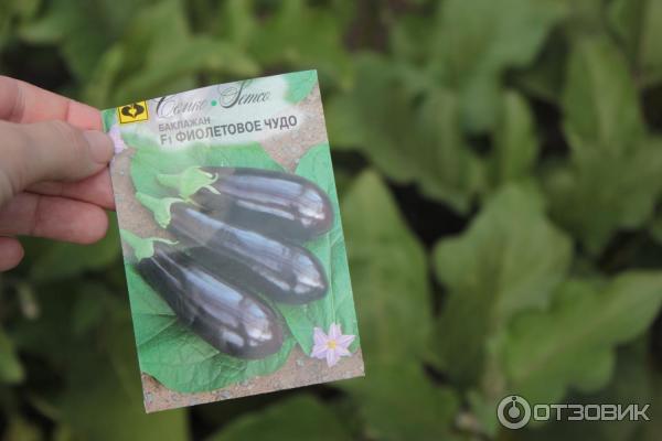 Semena lilku Semko Violet Miracle foto