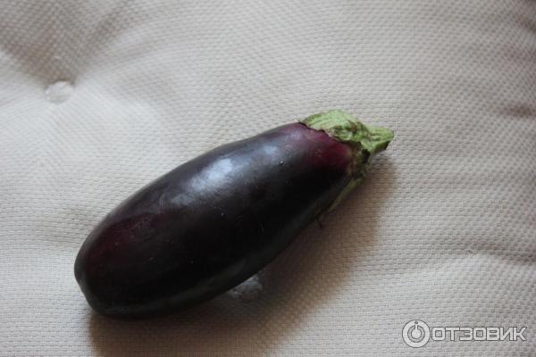 Semena lilku Semko Violet Miracle foto