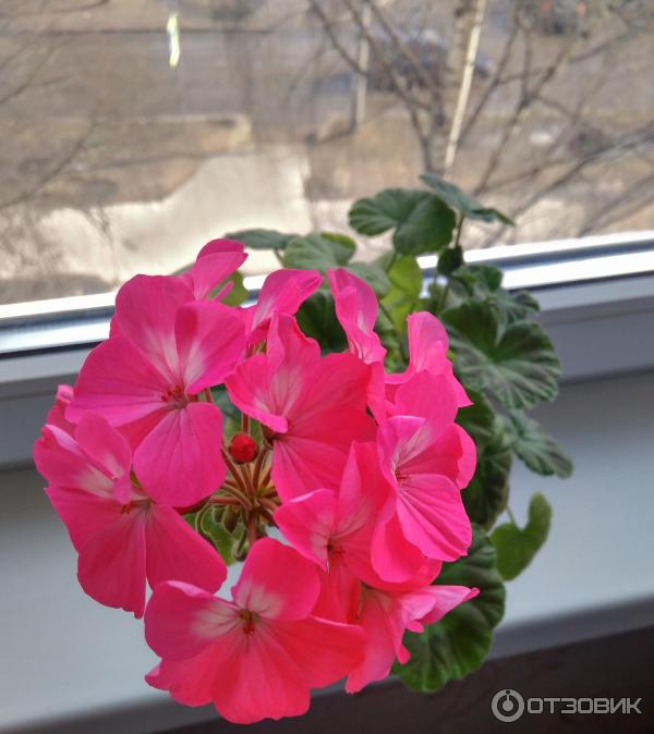 Amoniak BIUD (10% vodná infuze technického amoniaku) foto