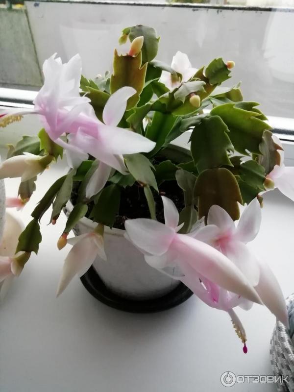 Amoniak BIUD (10% vodná infuze technického amoniaku) foto